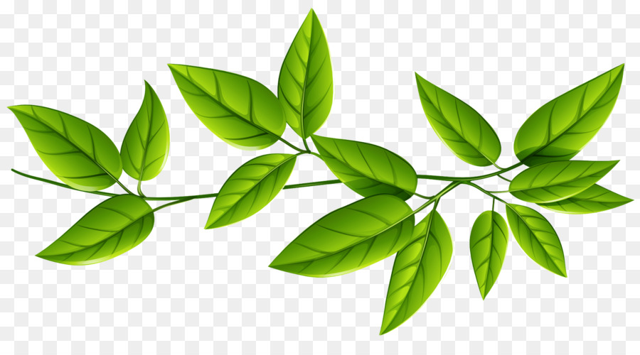 transparent-leaf-plant-flower-green-tree-5d67d9c04b73c8.1986073015670870403091